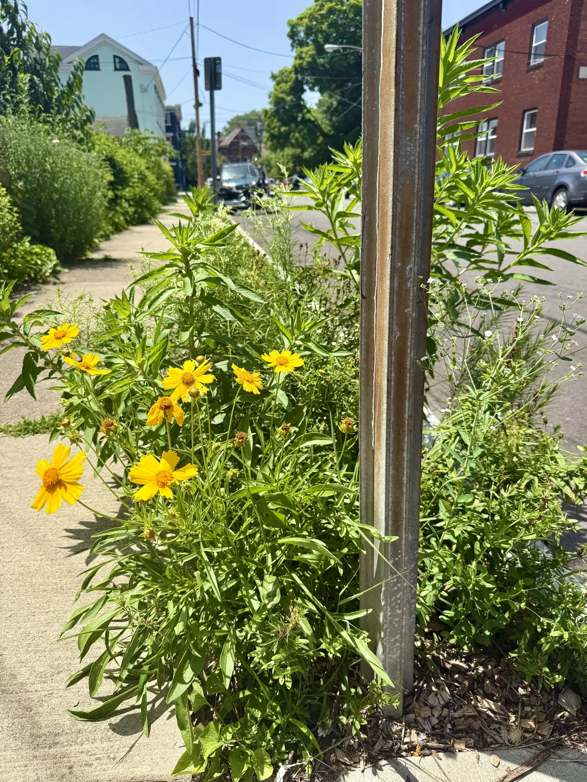 Coreopsis