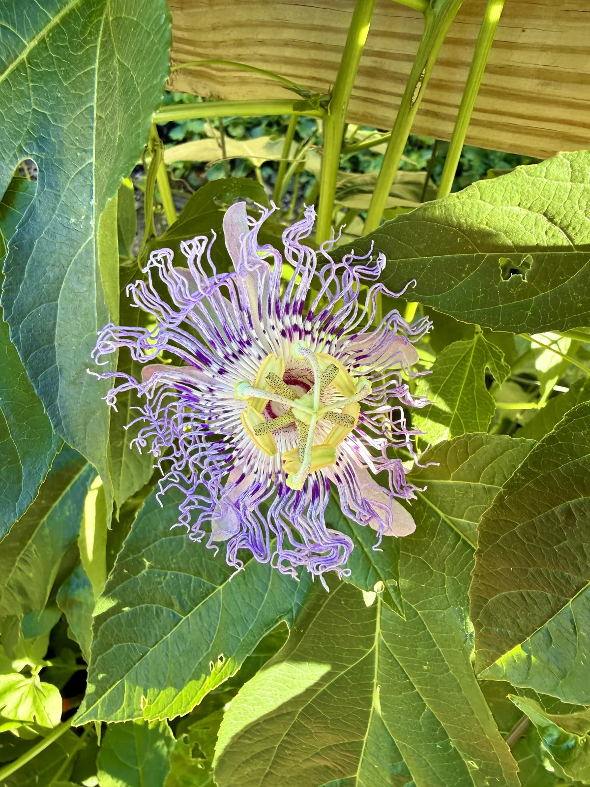 Purple Passionflower